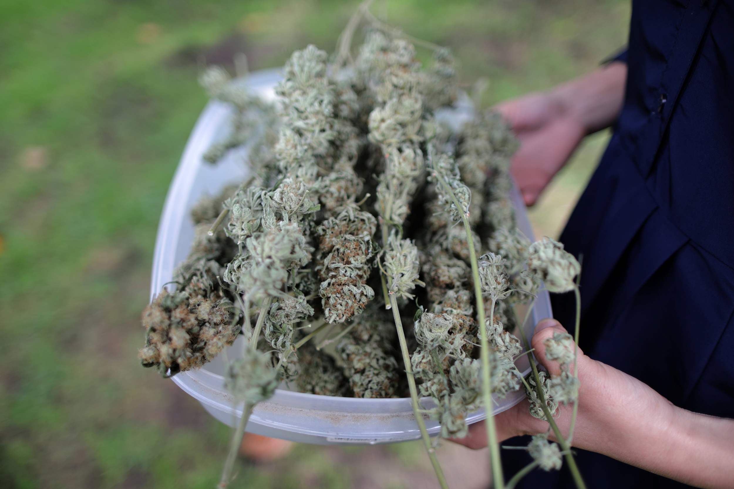Shop Marijuana Edibles &amp; Vape Carts from the Best Online Marijuana Dispensary