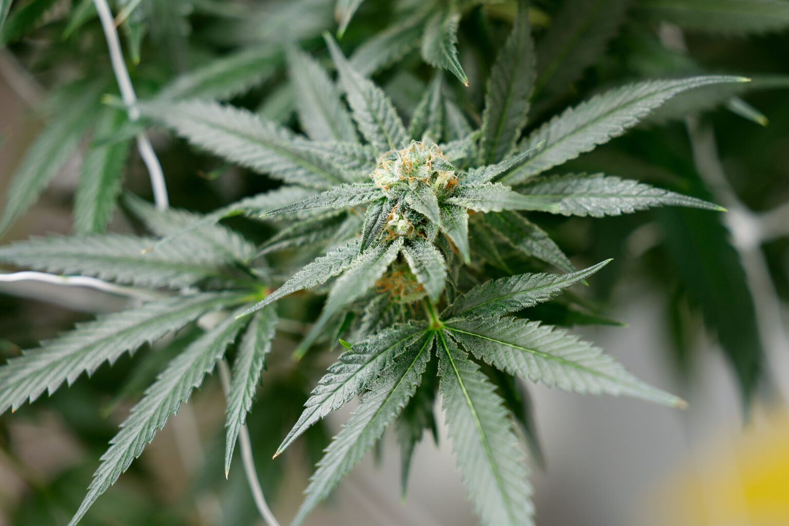 CBD Kush Assurance: Laboratory-Tested Medicinal Marijuana Services
