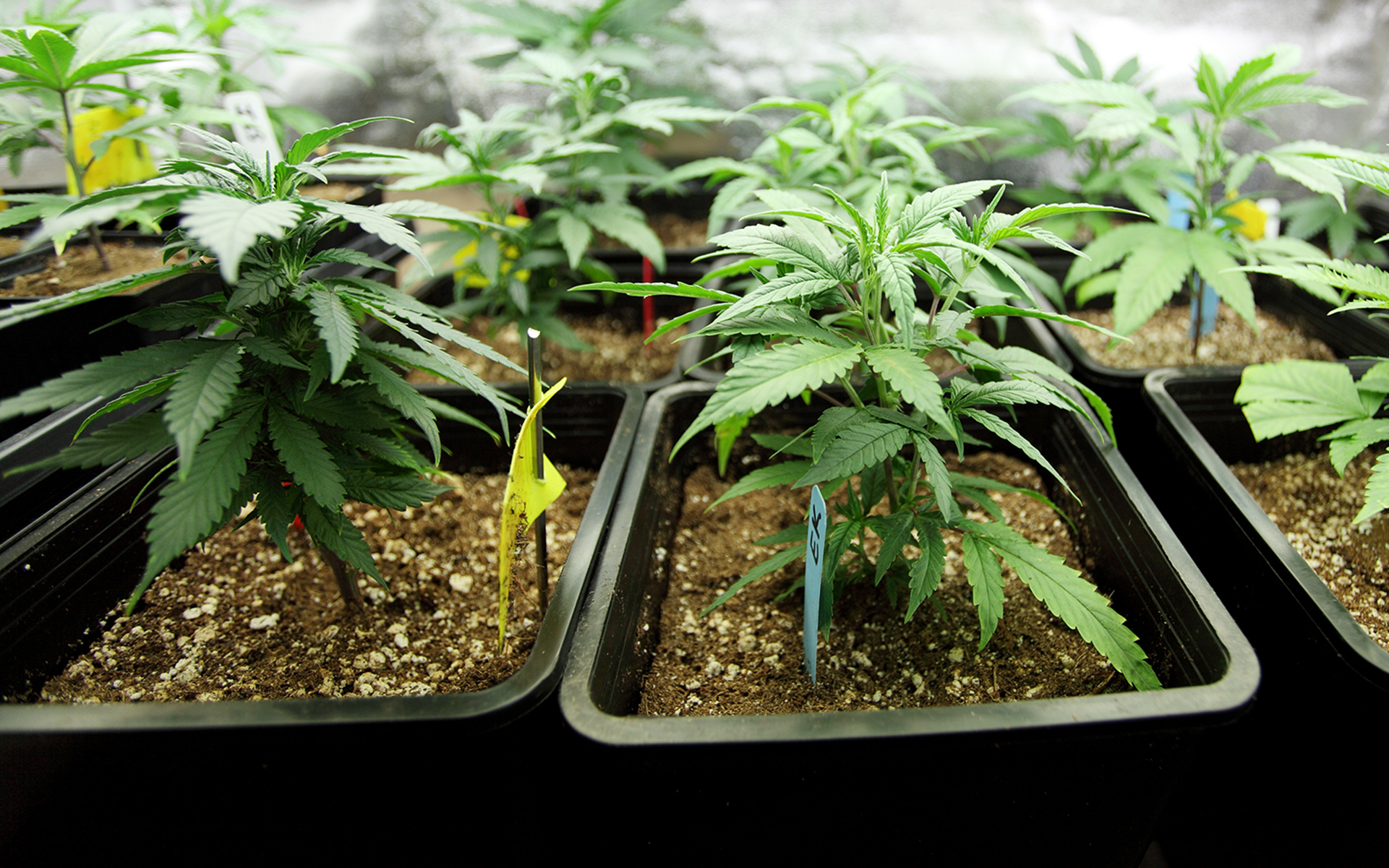 Exploring Cannabis Flower UK: Facts, Benefits, and Laws