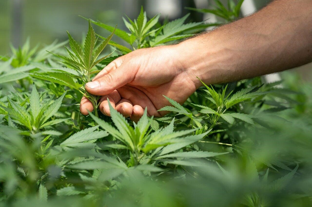 Premium THC Products at Euro Weed Clinic: Buy THC Weed Europe Easily